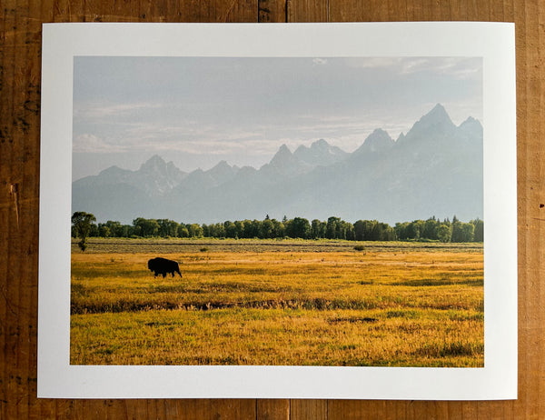 Lone Buffalo