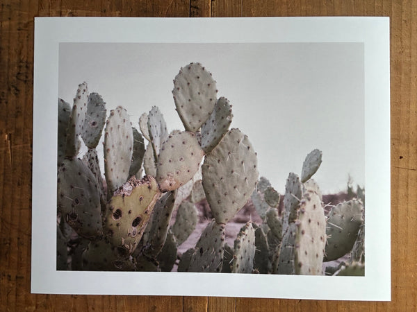 Beaver tail Cactus